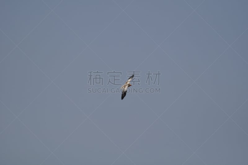 egyptian vulture,自然,天空,公园,野生动物,加里肋亚,水平画幅,蓝色,鸟类,秃鹰