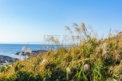 神奈川县,岛,野餐,著名景点,芒草,富士山,波浪,户外活动,植物,休闲活动