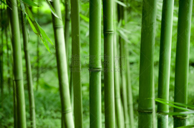 竹林,笋,水平画幅,枝繁叶茂,无人,夏天,组物体,户外,活力,树林