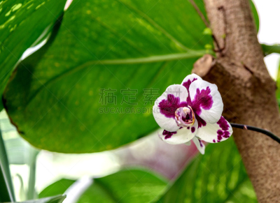 植物园,毕尔巴鄂,动物肾脏,动物内脏,蝴蝶兰,兰花,气候,水平画幅,蝴蝶,无人