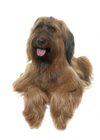 briard,影棚拍摄,牧羊犬,垂直画幅,褐色,纯种犬,白色背景,背景分离,长发,宠物