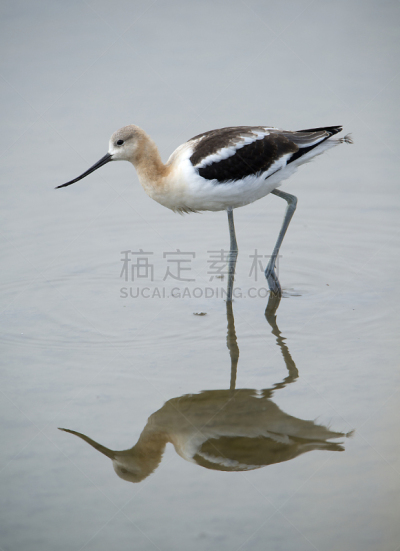 反嘴鹬,垂直画幅,野生动物,美国,无人,鸟类,野生动物保护区,动物迁徙,摄影,喂养