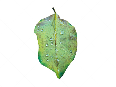 水,雨,叶子,白色背景,背景分离,水滴,水平画幅,枝繁叶茂,荆棘,湿