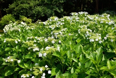 八仙花属,相模原,雨季,美,六月,里山,水平画幅,枝繁叶茂,纯净,东亚