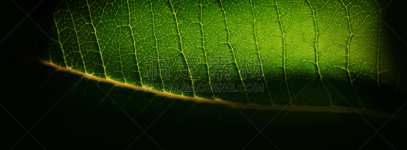 植物,叶子,毛细血管,绿色,黄色,前景聚焦,水平画幅,无人,平视角
