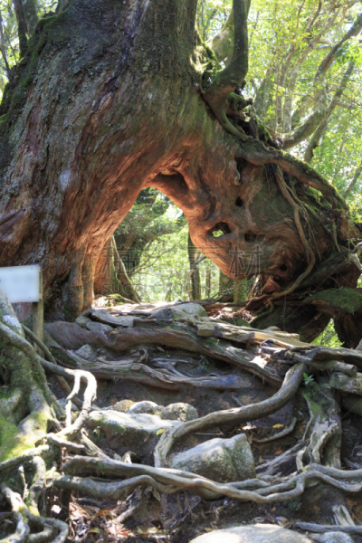 屋久岛,苔藓,日本,森林,鹿儿岛县,雪松,九州,公主,垂直画幅,户外