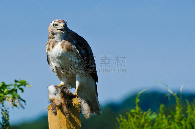 红尾鹰,捕获的,捕猎行为,自然,褐色,野生动物,食肉鸟,水平画幅,鸟类,吃