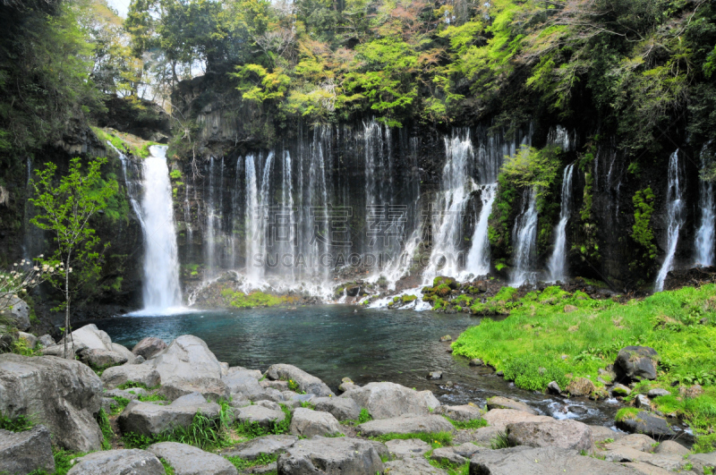 shiraito falls,自然,水,水平画幅,绿色,枝繁叶茂,瀑布,无人,日本,夏天