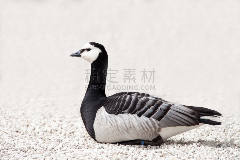 日光浴,黑雁,斯匹兹卑尔根,斯瓦尔巴特群岛和扬马延岛,格陵兰,水平画幅,鸟类,户外,湖,草