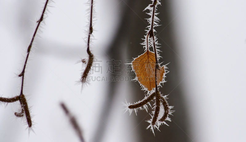 冻结的,森林,水平画幅,雪,无人,户外,树林,植物,针,冬天