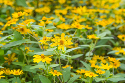 The daisy plant