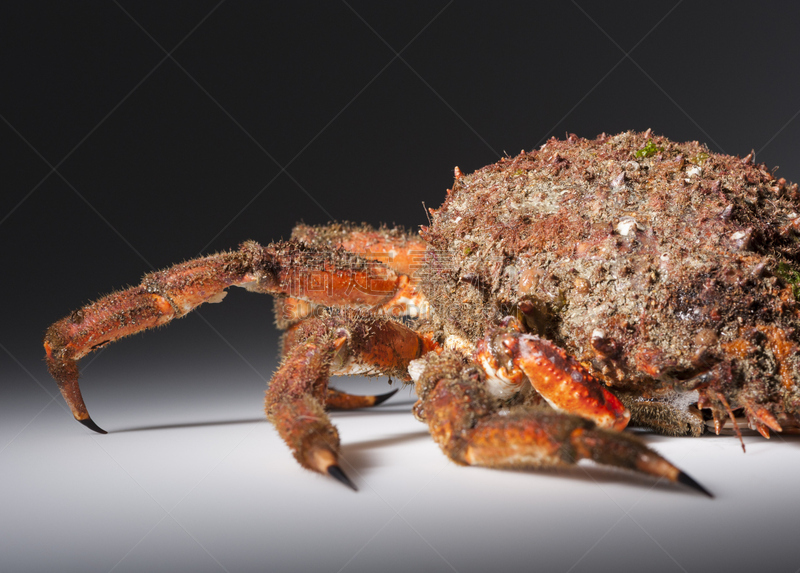 礁石,动物腿,爪,橙色,动物脊骨,人造的,水平画幅,生食,海产,动物身体部位