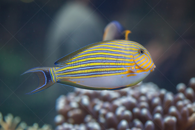 striped surgeonfish,颊纹鼻鱼,青绿色,水,橙色鳍海葵,水平画幅,水下,野外动物,蓝纹笛鲷,礁石