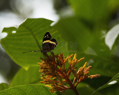 蝴蝶,tortuguero national park,托尔图格诺,丛林索道,里蒙省,哥斯达黎加,生态多样性,中美洲,水平画幅,无人