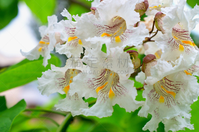 梓木,自然,气候,水平画幅,枝繁叶茂,无人,户外,特写,白色,春天
