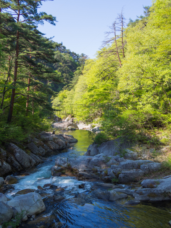 山梨县,清新,绿色,日本,升仙峡,甲府市,垂直画幅,美,洛矶山脉,里山