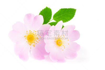 叶子,白色背景,分离着色,蔷薇果,美,水平画幅,特写,工作室,白色,植物