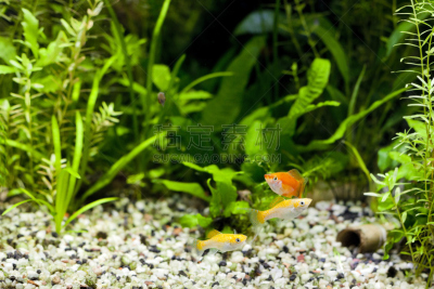 鱼缸,鸡尾酒,动物家庭,剑尾鱼,背鳍,骄纵宠物,自然,水,水平画幅,绿色