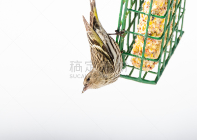 雀科,松金雀,上下颠倒,狐尾松,牛脂,机敏,水平画幅,轻的,鸟类,领土行为