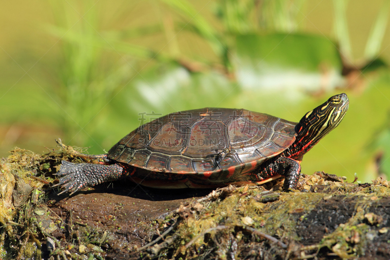 painted turtle,圆木,内陆,river ausable,野生动物,水平画幅,野外动物,户外,湖,北美