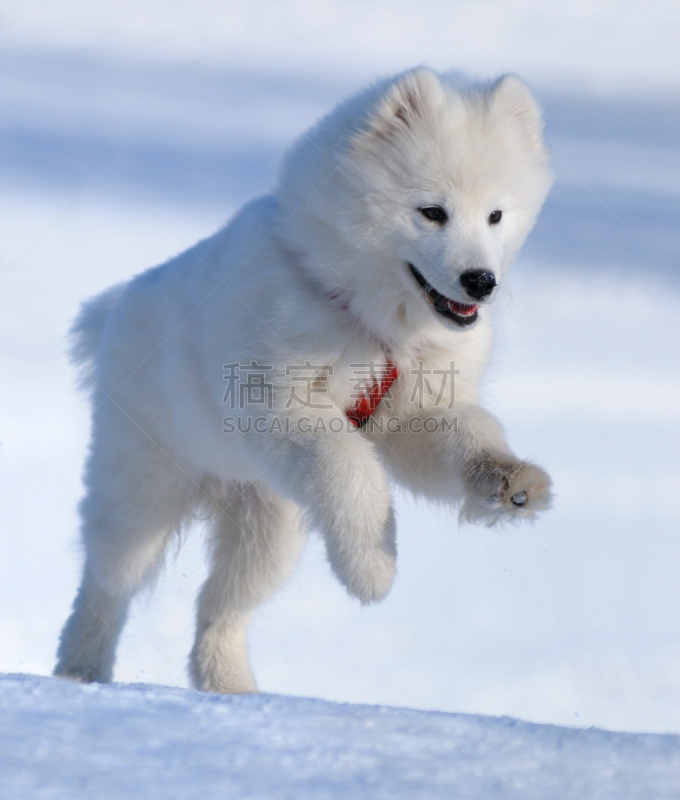 萨摩耶犬,狗,爱斯基摩犬,垂直画幅,进行中,无人,哺乳纲,白色,彩色图片,冬天