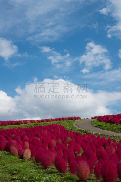 地肤,有序,垂直画幅,天空,美,圆形,越后汤泽,成一排,云,秋天