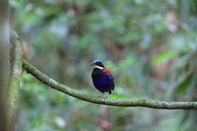 马来西亚,雄性动物,皮塔饼,头球,蓝色,自然,美,danum valley conservation area,野生动物,水平画幅
