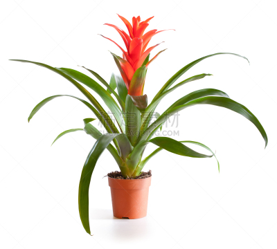 擎天属,植物,花盆,花朵,白色,分离着色,水平画幅,无人,活力,彩色图片