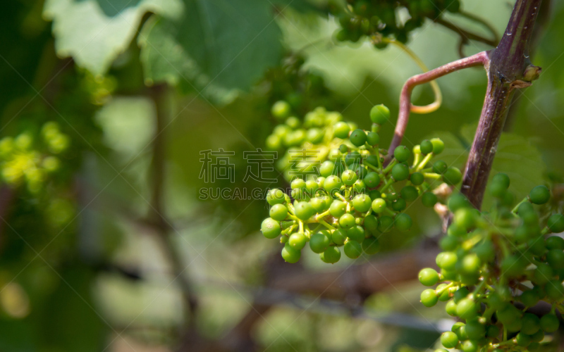 葡萄,水平画幅,无人,生食,夏天,户外,特写,植物,清新