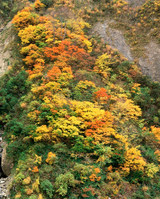 秋天,叶子,自然,垂直画幅,北陆地区,地形,金泽,无人,日本,石川县