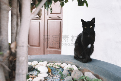 猫,弗里希里亚纳,黑色,水平画幅,无人,动物身体部位,夏天,哺乳纲,看,城镇