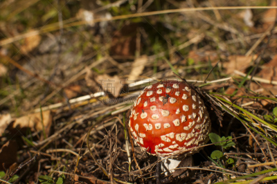 红色,有毒生物体,蘑菇,自然,真菌,伞形毒菌,水平画幅,秋天,无人,特写