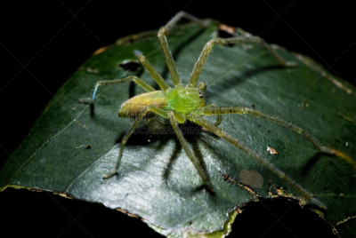 蜘蛛,生物学,野生动物,环境,仙人掌,蜘蛛纲,小的,动物,膜翅目昆虫,巴西