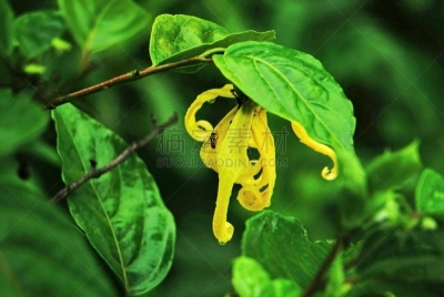 Cananga odorata or Ylang- Ylang Flower - ดอกกระดังงา - Tropical tree - South East Asia