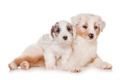 白色,希利哈姆犬,分离着色,纯种犬,水平画幅,注视镜头,可爱的,家畜,两只动物,白色背景