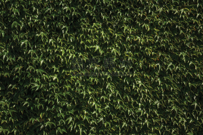 枝繁叶茂,叶子,式样,丹姆,旋花属植物,白昼,灯开关,特写,紧迫,创造力