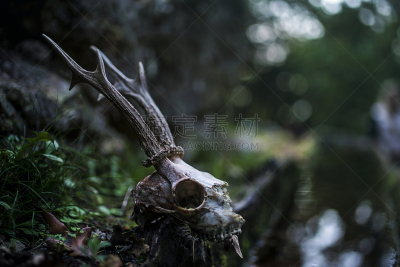 热带雨林,颅骨,鹿,暗色,秘密,湿,多样,热带气候,环境,枝繁叶茂