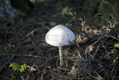 蘑菇,annulus,伞形毒菌,饮食,白色,水平画幅,林区,森林,特写,蔬菜
