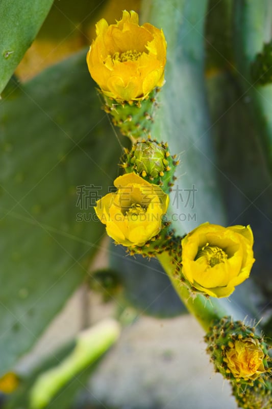 仙人球,仙人掌,食品,花朵,无花果树,植物群,麦克尔·菲科斯利,巴巴利羊,欧洲芍兰植物,旋钮