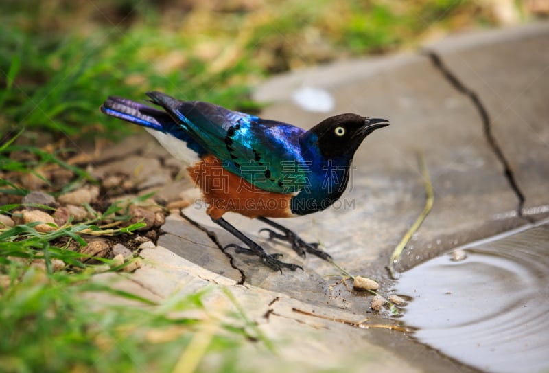 superb starling,自然,美,野生动物,水平画幅,无人,色彩鲜艳,鸟类,非洲,坦桑尼亚