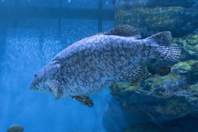 水族馆,鲶科鱼,深的,鱼类学,海洋生命,野生动物,泰国,动物,鲈形目,礁石