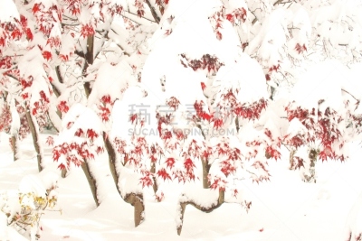 秋天,粉末状雪,水平画幅,雪,无人,葡萄树枫木,户外,北海道,镜头眩光,红色