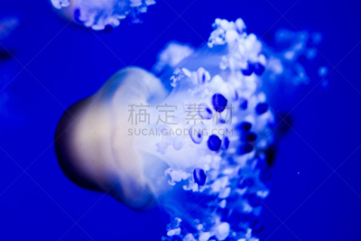 有毒生物体,水母,蛇发女妖,水,水平画幅,水下,触须,彩色背景,水族馆,刺胞动物