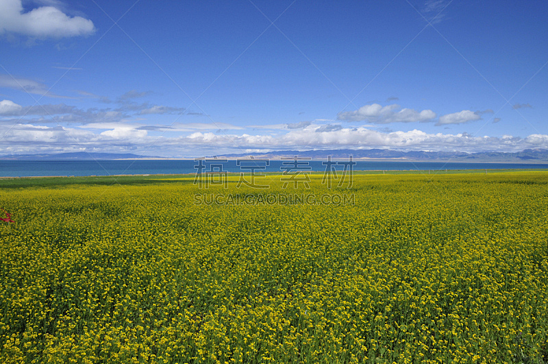 青海湖,农作物,天空,油菜花,水平画幅,无人,蓝色,黄色,夏天,户外