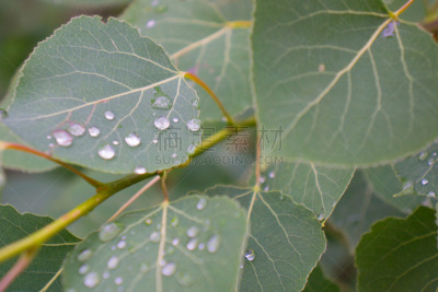 叶子,雨滴,水,大海滩省立公园,水平画幅,纹理效果,马尼托巴湖,无人,湿,夏天