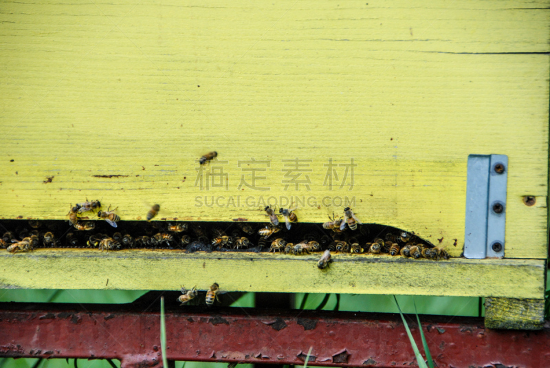 蜜蜂,蜂箱,自然,水平画幅,蜂蜡,蜂王浆,生物学,昆虫群,蜂蜜,beekeeper