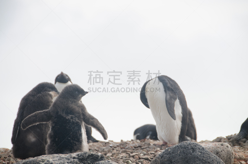 阿黛利企鹅,保利特岛,水平画幅,进行中,雪,南极半岛,鸟类,企鹅,户外,巴布亚企鹅