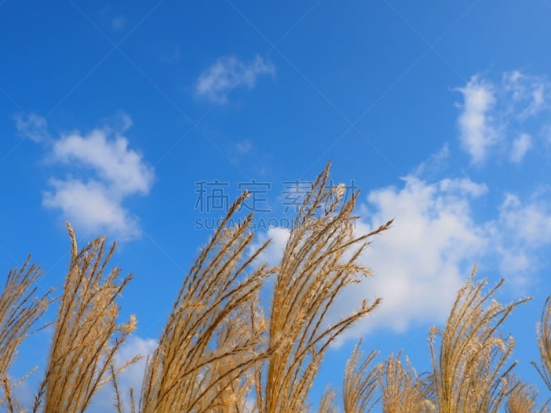 草,芒草,日本,潘帕斯大草原,在上面,仅晴空,风,植物,背景,夏天