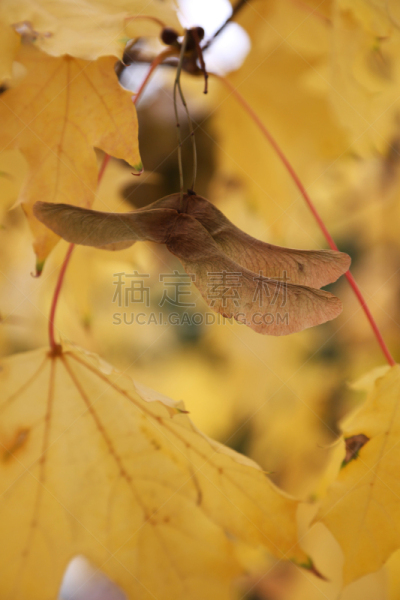 枫树,种子,自然,垂直画幅,枝繁叶茂,秋天,无人,黄色,枫树的翅果,摄影