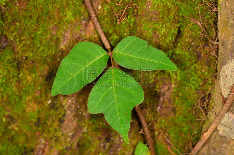 毒葛,脐钉,叶子,三个物体,让,有蔓植物,水平画幅,绿色,面部表情,水泡